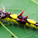 Illustration for article titled Extraordinary eggs and caterpillars are as beautiful as the butterflies